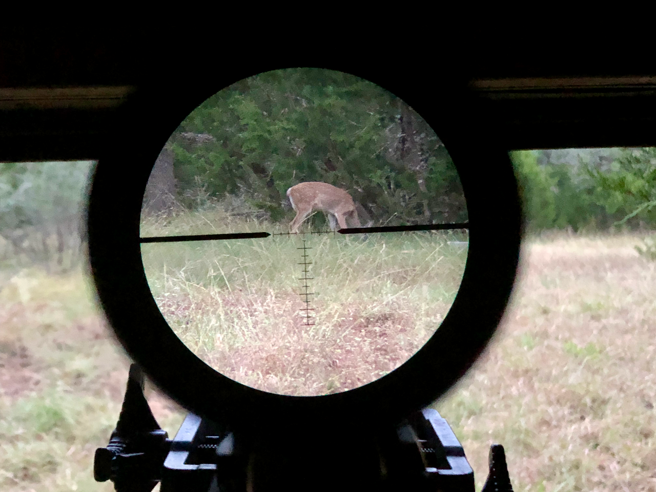 How Far is that Deer?